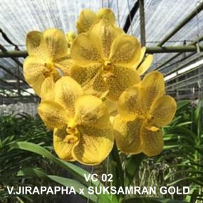 VC02-V.JIRAPAPHA X SUKSAMRAN GOLD 