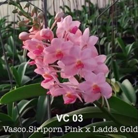 VC03-V.SIRIPORN PINK X LADDA GOLD