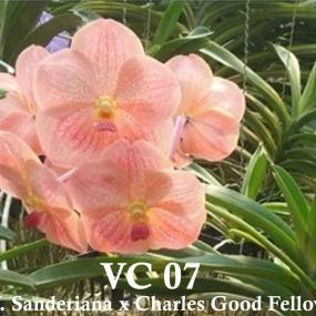VC07-V.SANDERIANA X CHARLES GOOD FELLOW