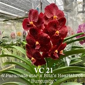 VC21-V.PARAMATE STAR X BITZ'S HEARTTHROB BURGUNDY