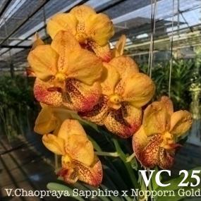 VC25-V. CHAOPRAYA SAPPHIRE X NOPPORN GOLD