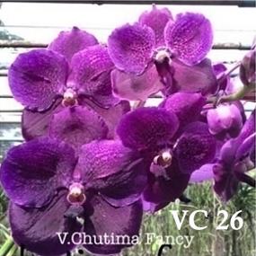 VC26-V. CHUTIMA FANCY