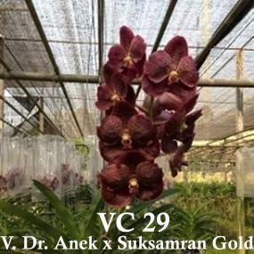VC29-V. DR.ANEK X SUKSAMRAN GOLD