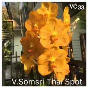 VC 33 - V.SOMSRI THAI SPOT
