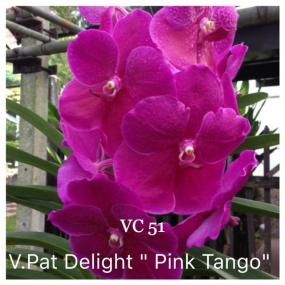 VC 51 - V.PAT DELLIGHT PINK TANGGO