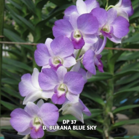 DP 37 - D. BURANA BLUE SKY