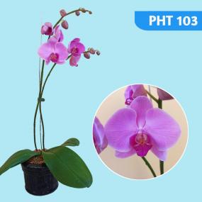 PHT 103-P.MING HSING HARMONY A12631