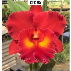 CTC 05 - Cattleya Siam Red