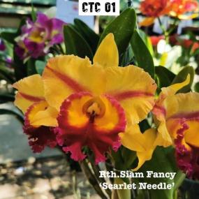 CTC 01 - Cattleya Siam Fancy "Scarlet Needle"