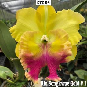 CTC 04 - Cattleya Songkwae Gold