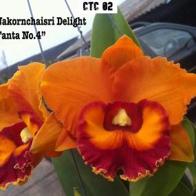 CTC 02 - Cattleya nakornchaisri Delight
