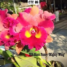 CTC 06 - Cattleya Siam Fancy 'Mighty Wing'
