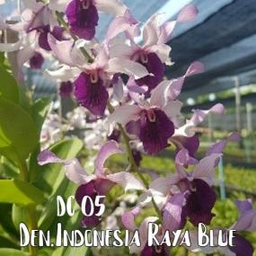 DC 05 - DEN INDONESIA RAYA BLUE