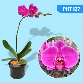 PHT 127- PHAL TO30 A12852
