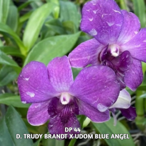 DP 44 - D. TRUDYBRANDT X UDOM BLUE ANGEL