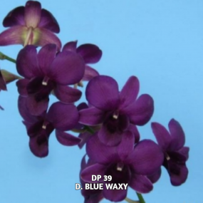 DP 39 - D. BLUE WAXY