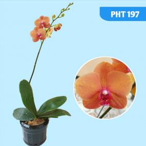 PHT 197 - PHAL. SURF SONG OX1238