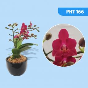 PHT 166 - PHAL YOUNGHOME LUCKY