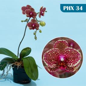 PHX 34 - P. OX RED SESAME OX1699