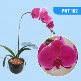 PHT 182 - DTPS. JIUHBAO SWEETIE DS2