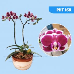 PHT 168 - PHAL. YOUNGHOME COCO YH0136